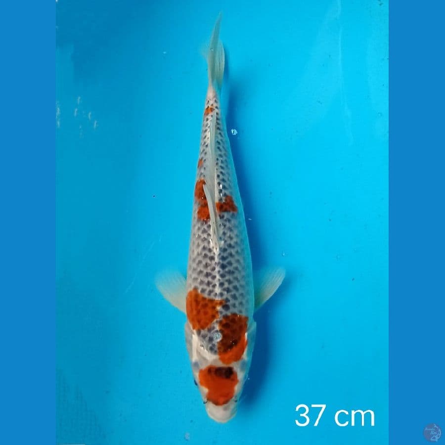 goshiki 37 cm