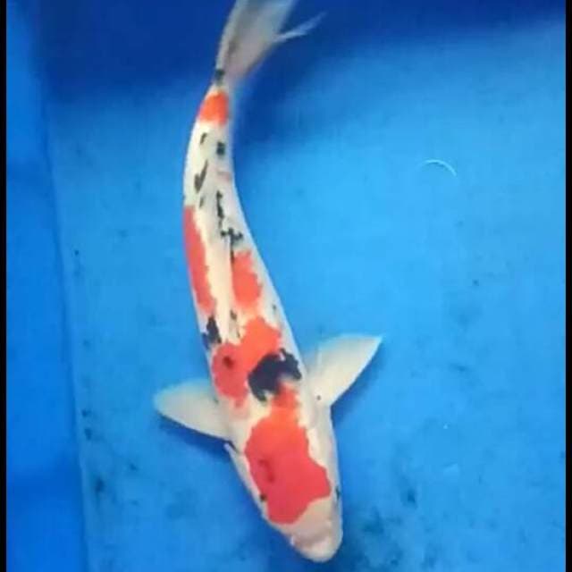 Sanke nidan 29 cm