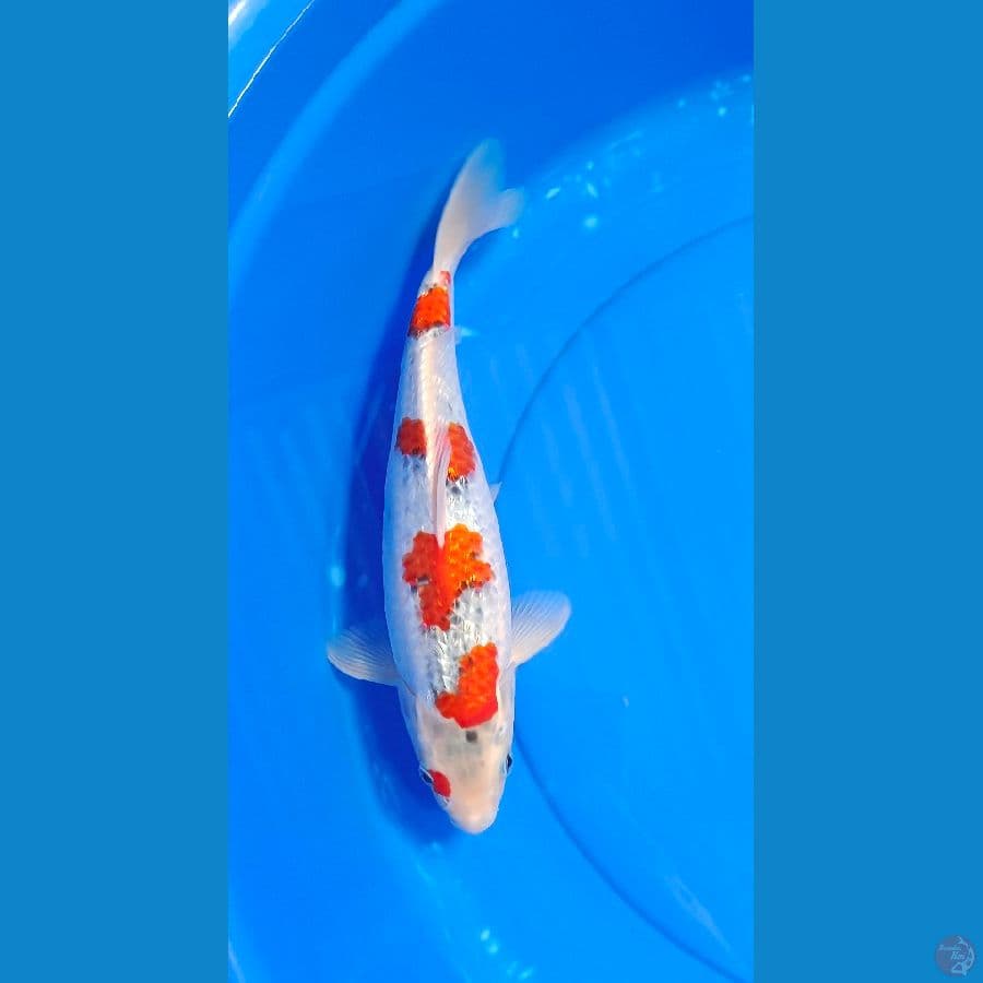 GOSIKI GINDRIN 35 CM