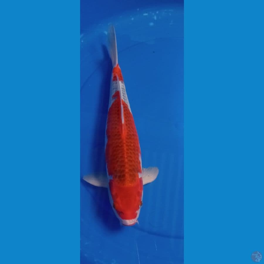 GOSIKI 39 CM
