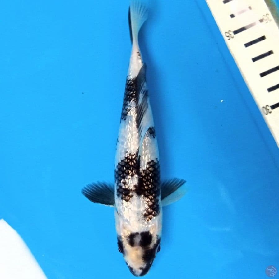 Shiro ginrin SQ 2x juara