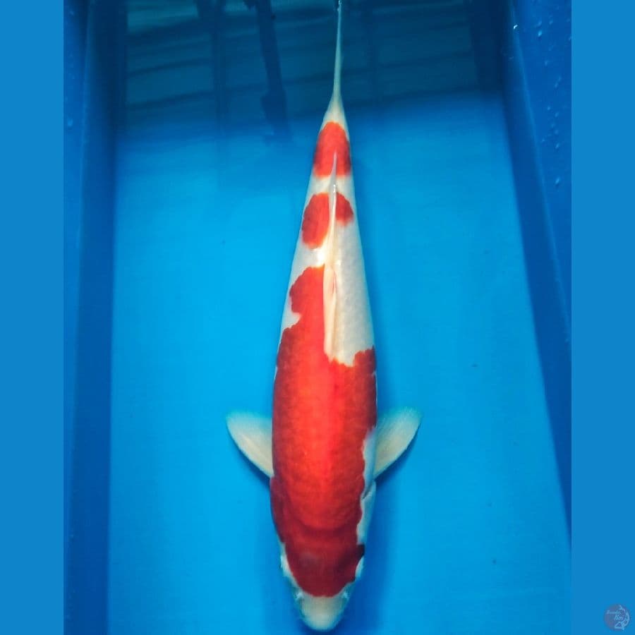 kohaku HQ Male 35cm