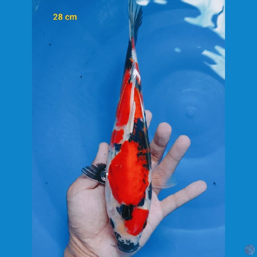 showa 28 cm