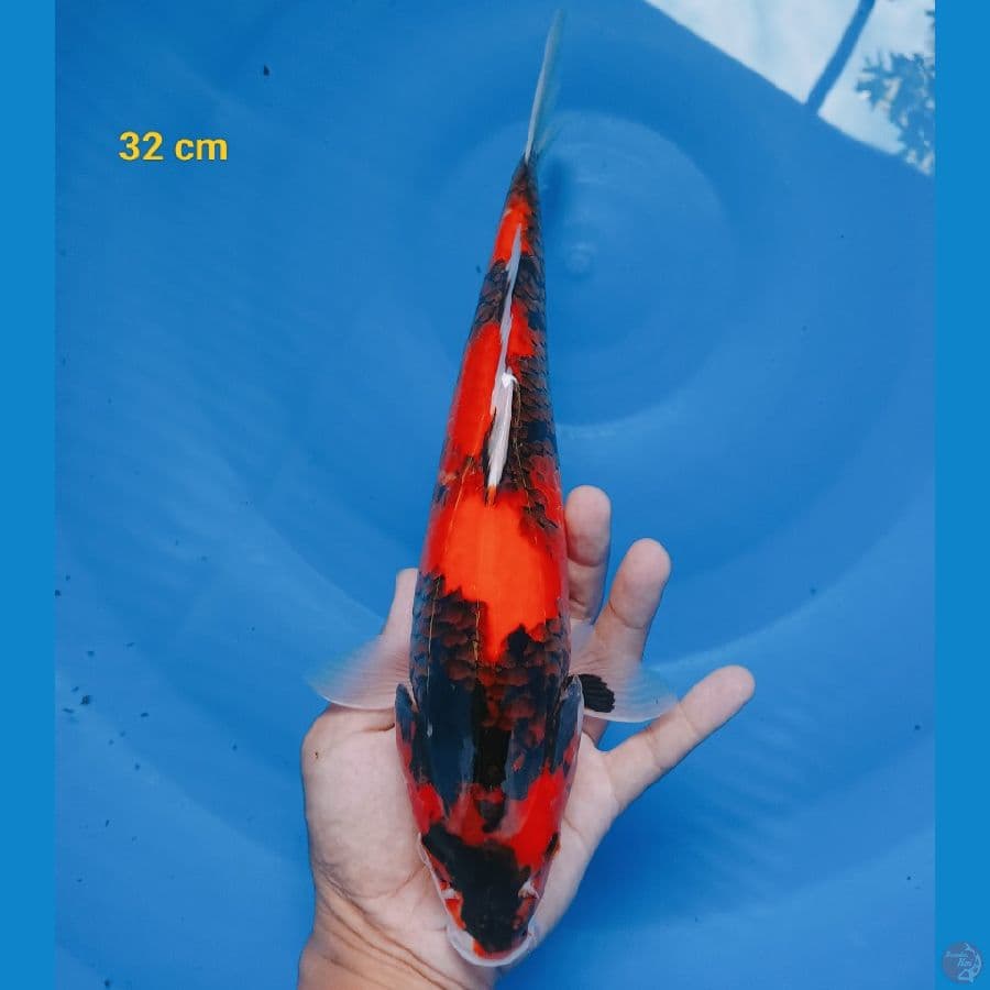 Hishowa 32 cm