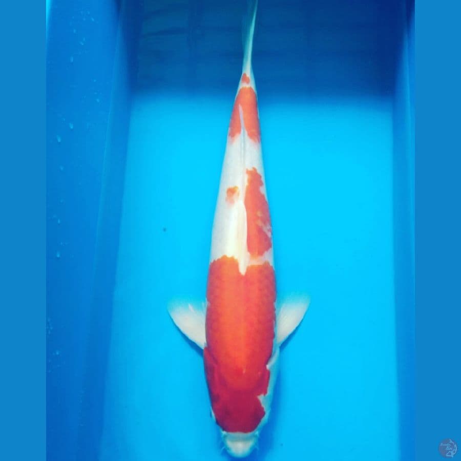 kohaku Male 38cm