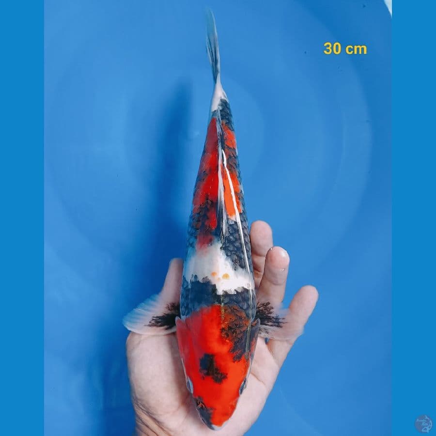 Showa 30 cm