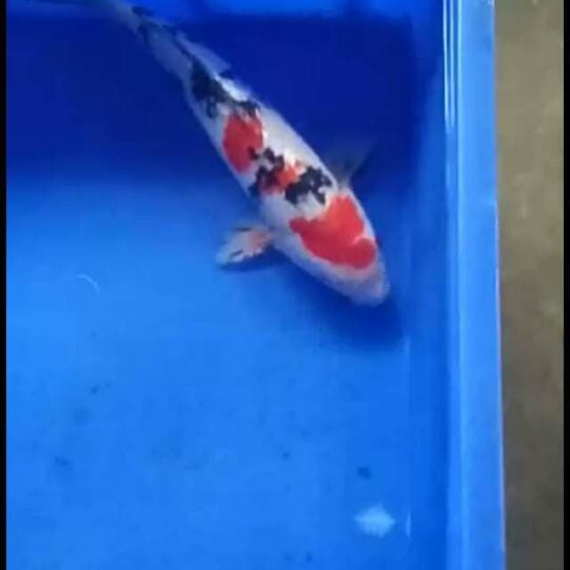 Sanke 29 cm