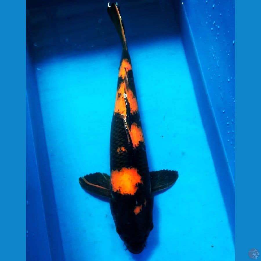 Hi - Utsuri Male 40cm