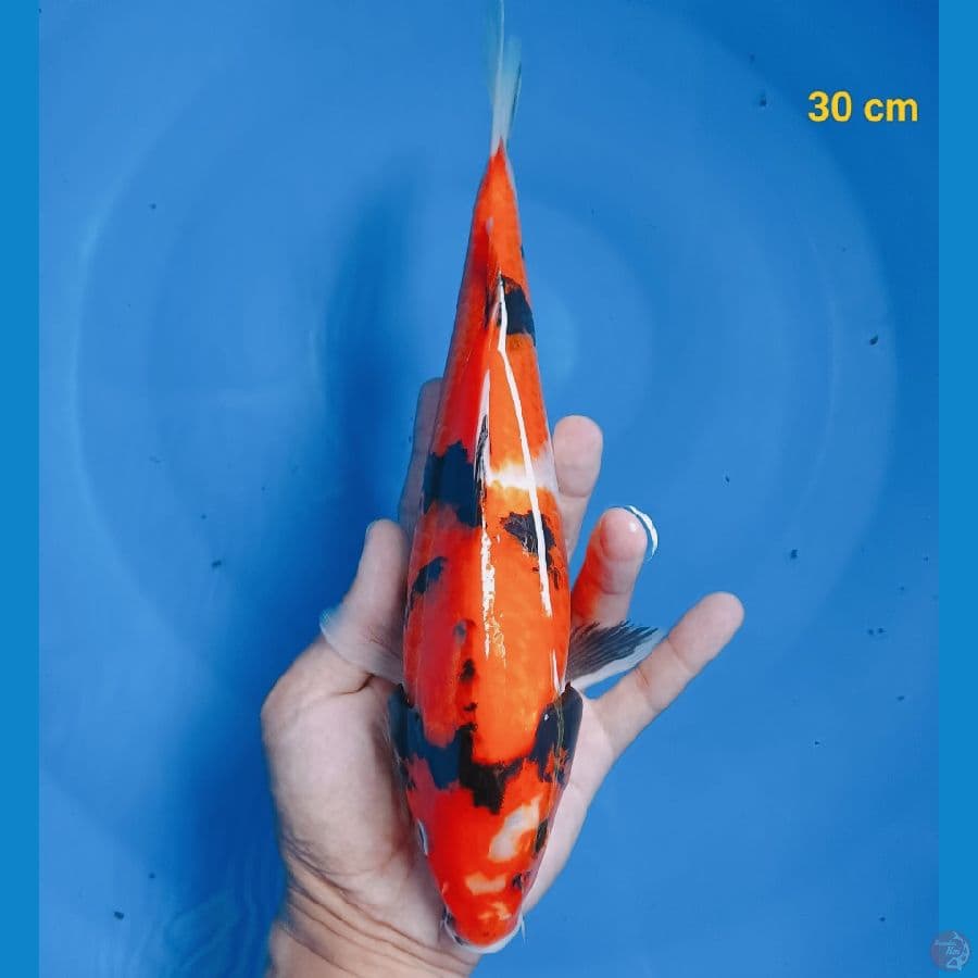 Showa 30 cm