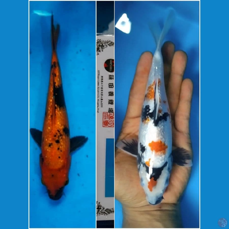 Paket 2 ekor Ginrin