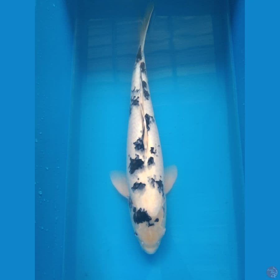 Bekko Male 45cm