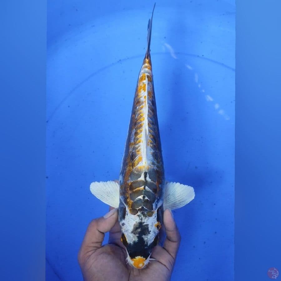 KINKABUTO M33