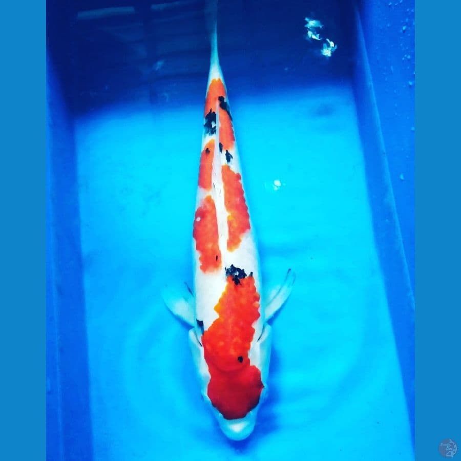 Sanke Female 40cm SQ