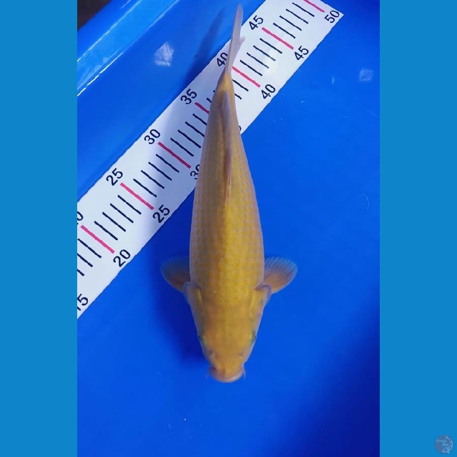 Midori Bulky 30cm