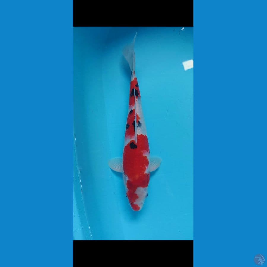 Sanke 32cm