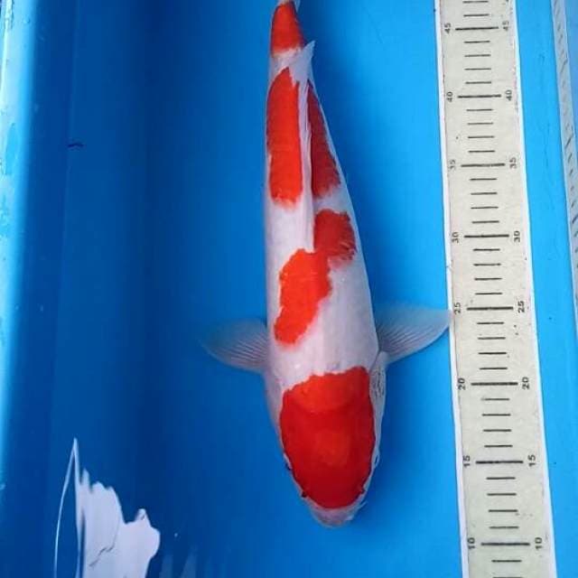 YONDAN KOHAKU