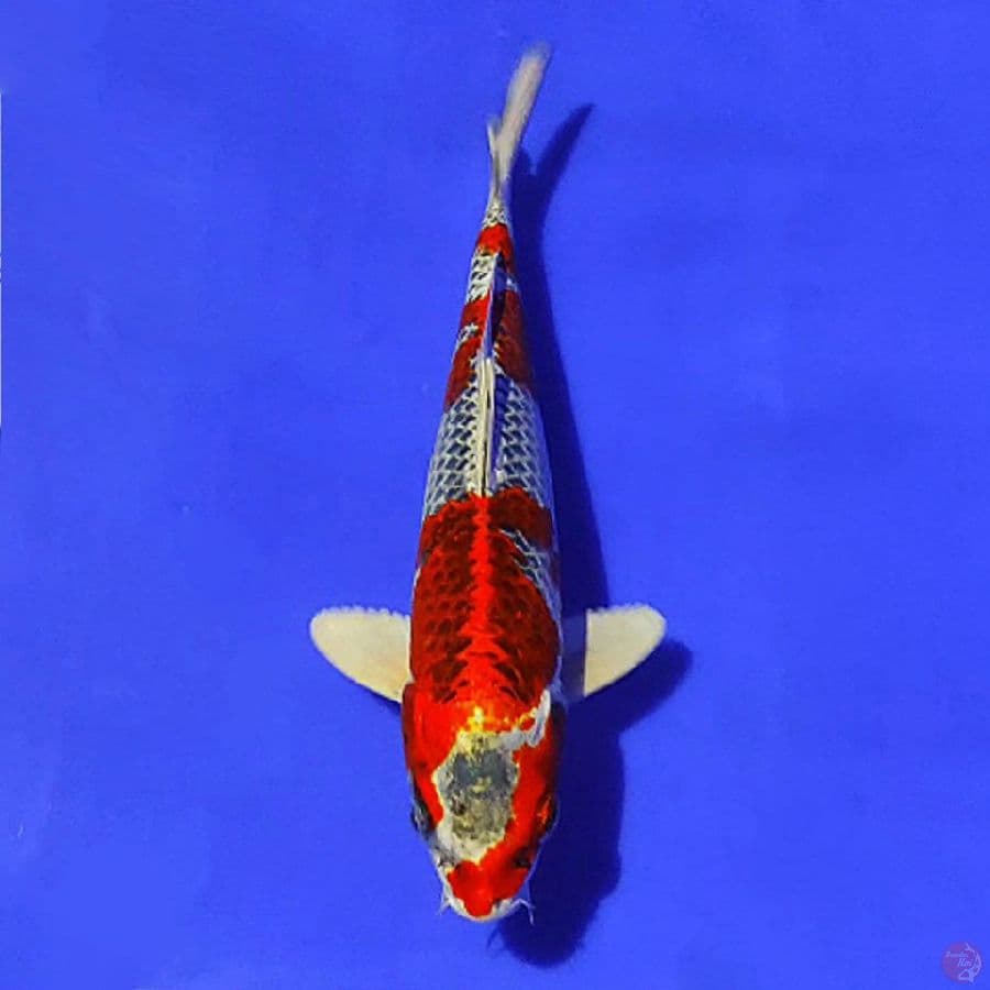 red kujaku 26cm/M