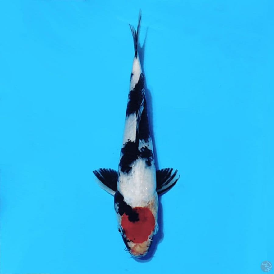 TANCHO SHOWA 25CM/F