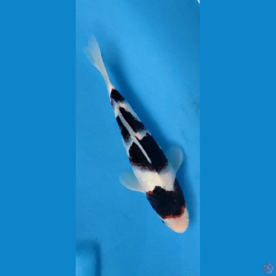 BUDO KOROMO 25BU ORIGINAL