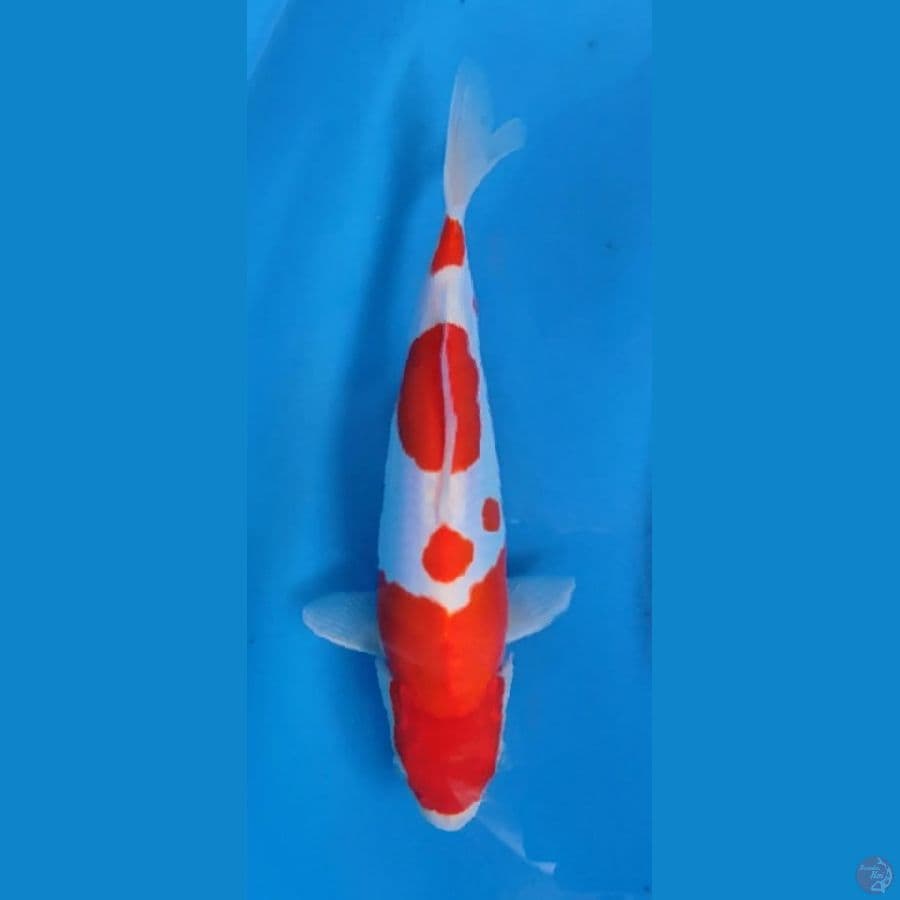 KOHAKU DOITSU 28 CM