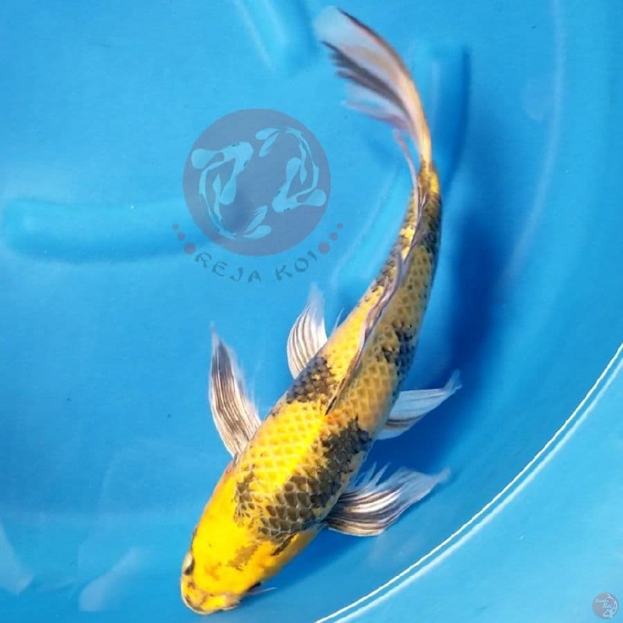 KIN UTSURI 40 CM MALE