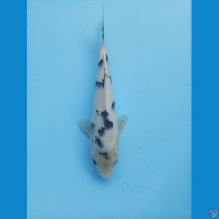 Bekko 24cm