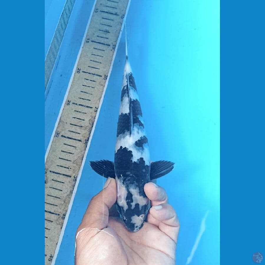 Shiro 26cm