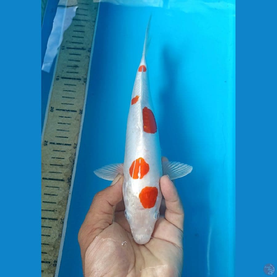 Kikushui 27cm