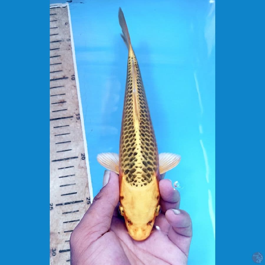 Kin madsuba 25cm