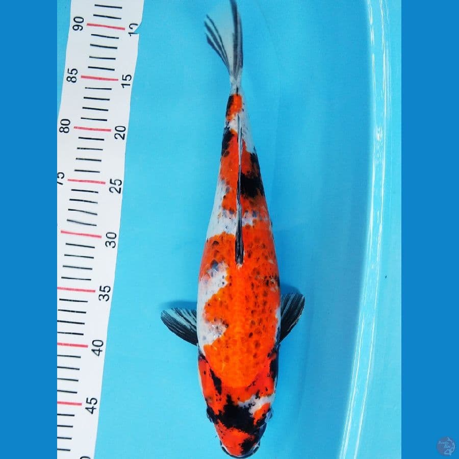 KAGE SHOWA 38 CM