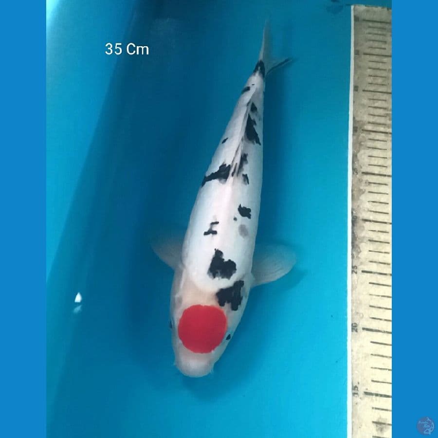 Tancho Sanke Doitsu Male 33 Cm