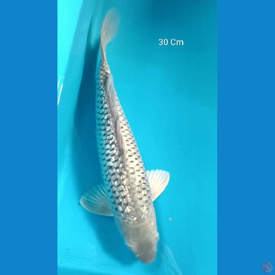 Soragoi Ginrin Male 30 Cm
