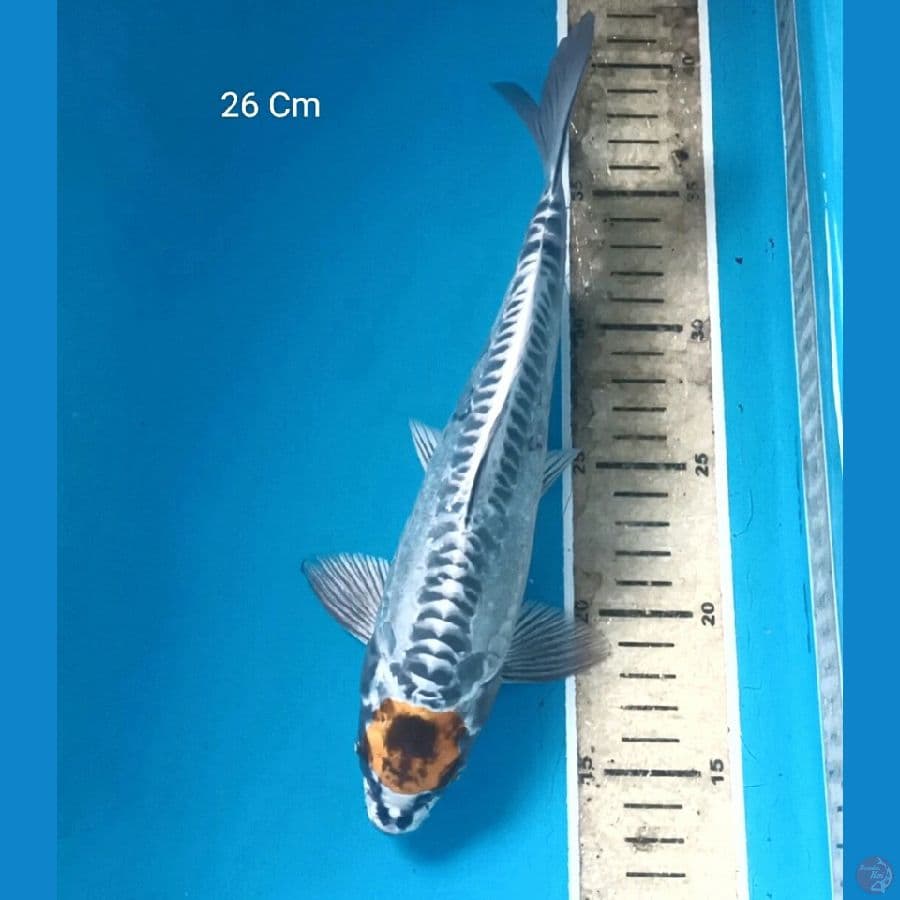 Tancho Kiko 26 Cm