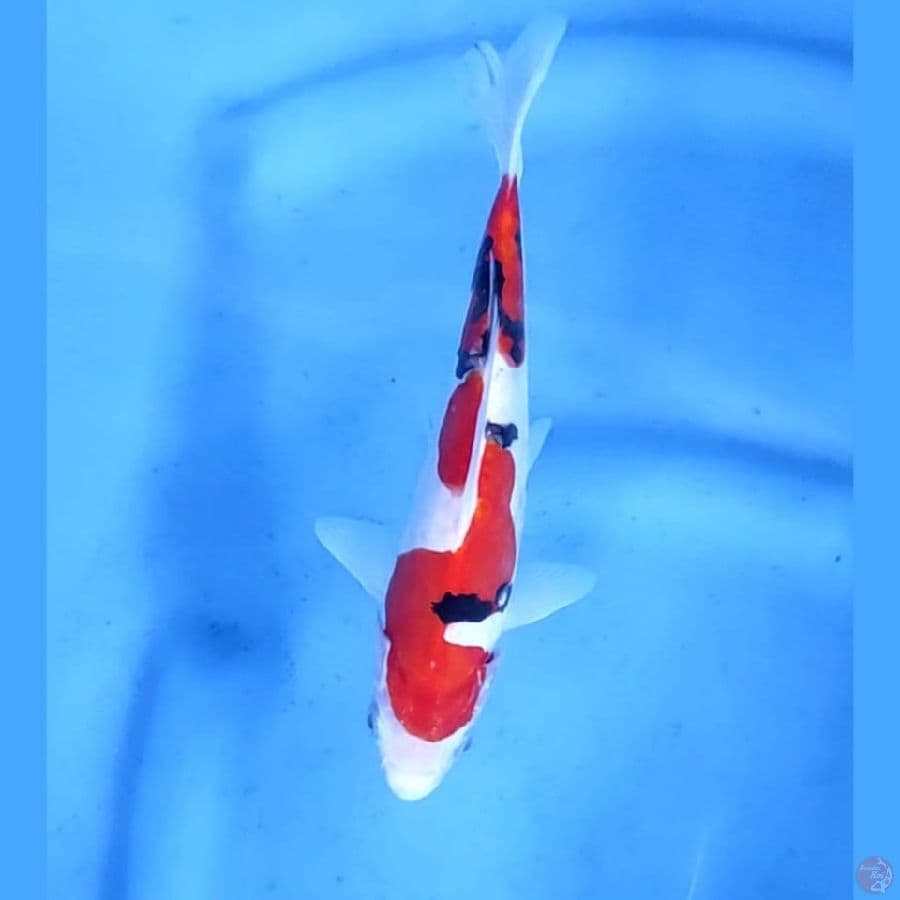 (21CM) SANKE DOITSU INAZUMA - F