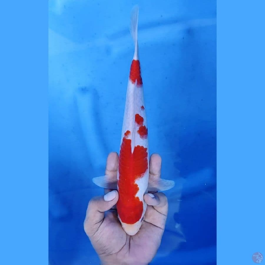 (28CM) KOHAKU JOZZ - M