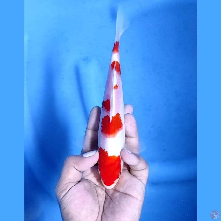 (20CM) KOHAKU NIDAN - F
