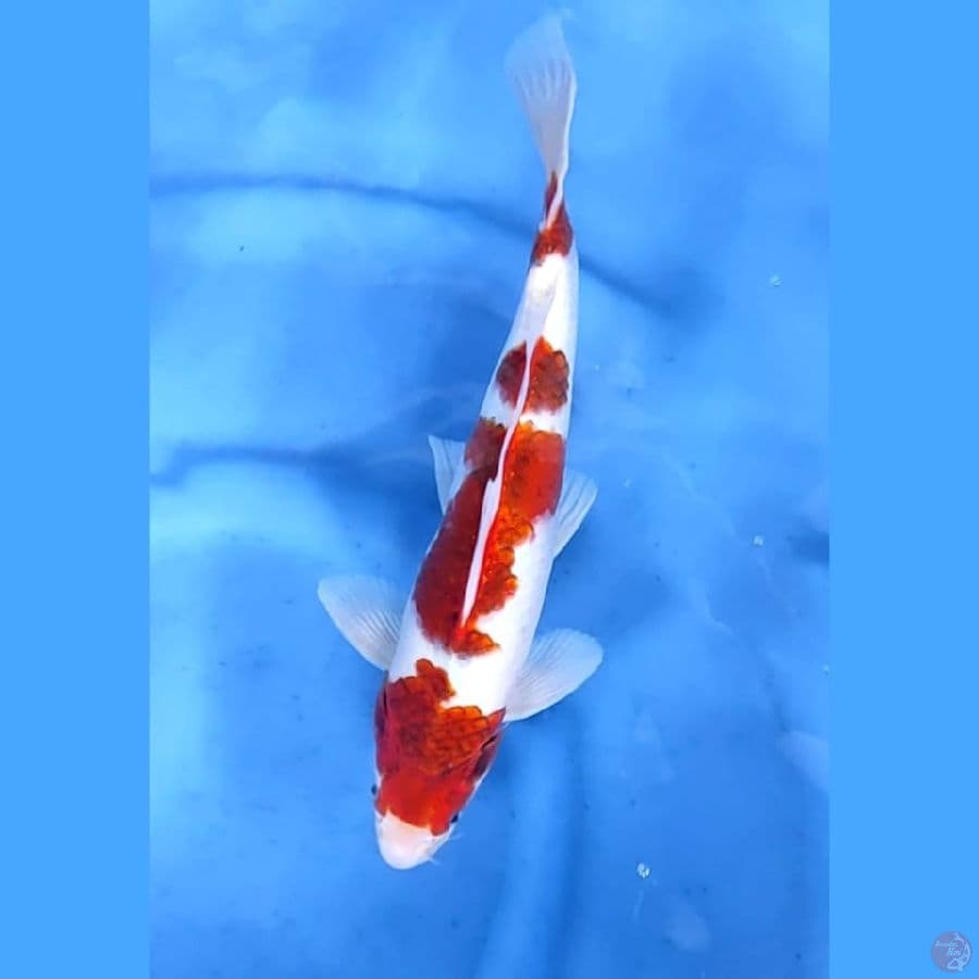 (35CM) KOROMO 4 STEP ORIGINAL - M