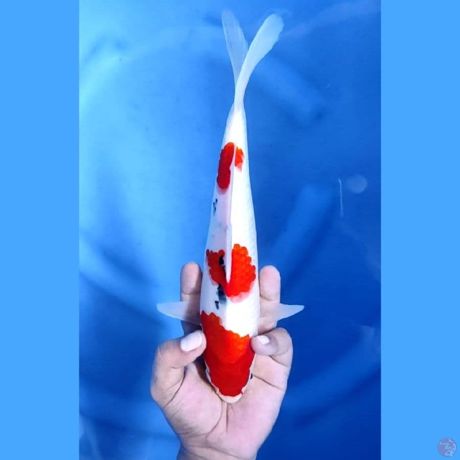 (28CM) SANKE 3 STEP ORIGINAL - M