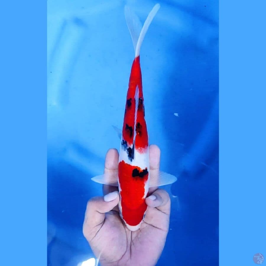 (25CM) SANKE ORIGINAL JOZZ - M