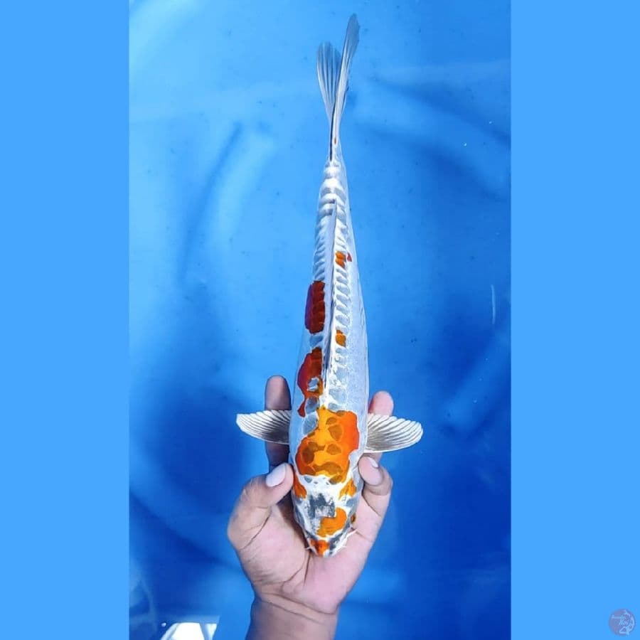 (33CM) KIN KIKO MANTAP - F