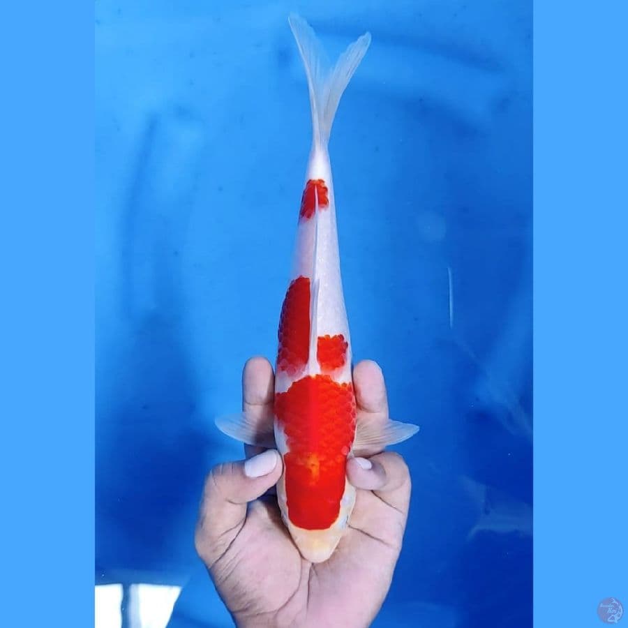 (26CM) KOHAKU ORIGINAL JOZZ - F