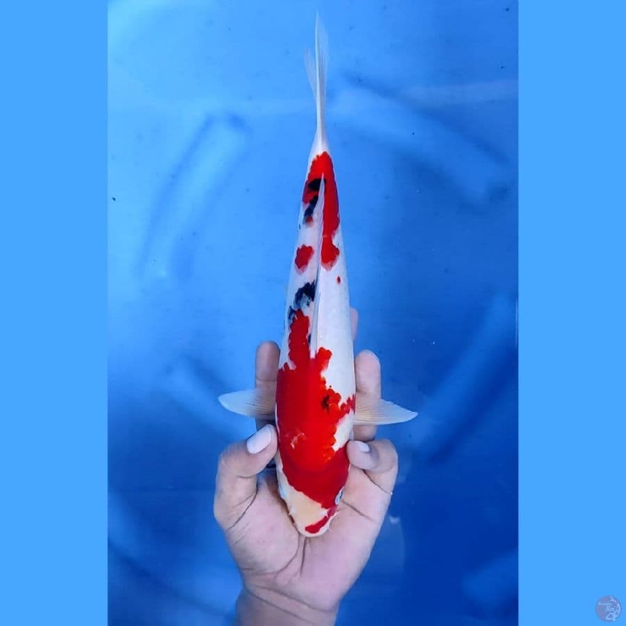 (28CM) SANKE STRONG ORIGINAL - F