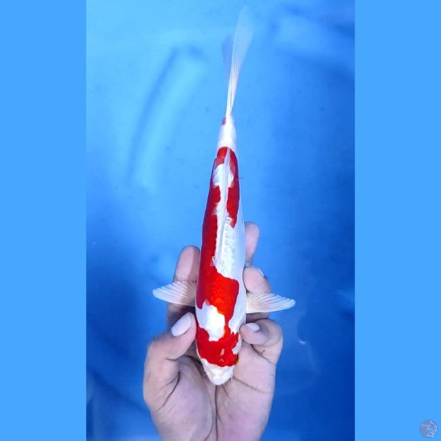 (24CM) KIKUSHUI MANTAP - F
