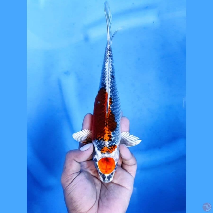 (23CM) MARUTEN KUJAKU - F
