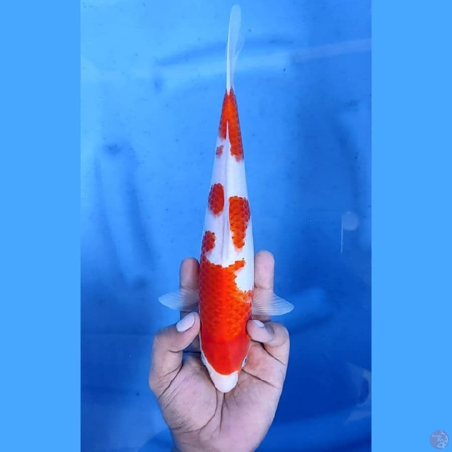 (27CM) SANKE TATEGOI ORIGINAL - F