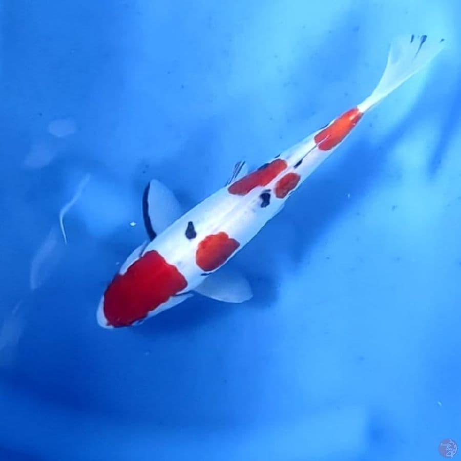 (25CM) SANKE DOITSU ORIGINAL - M