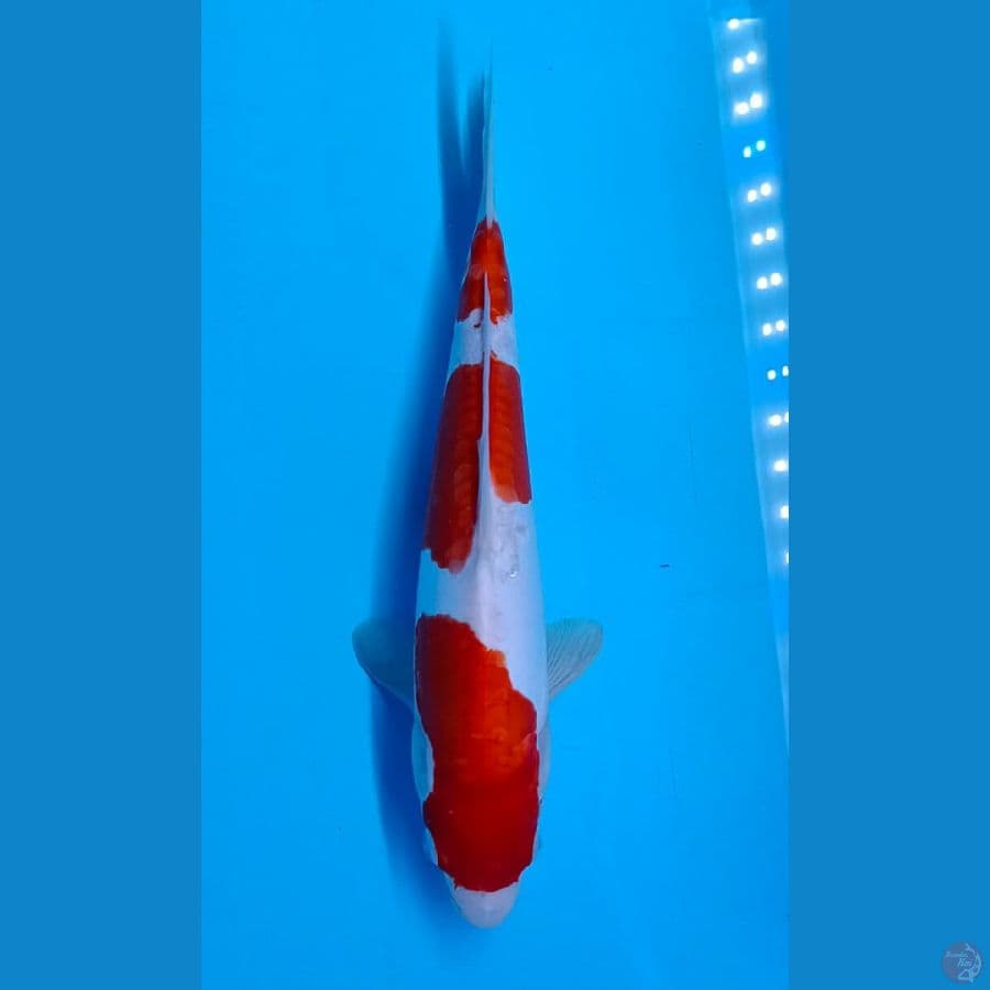 Kohaku Doitsu sz 31cm