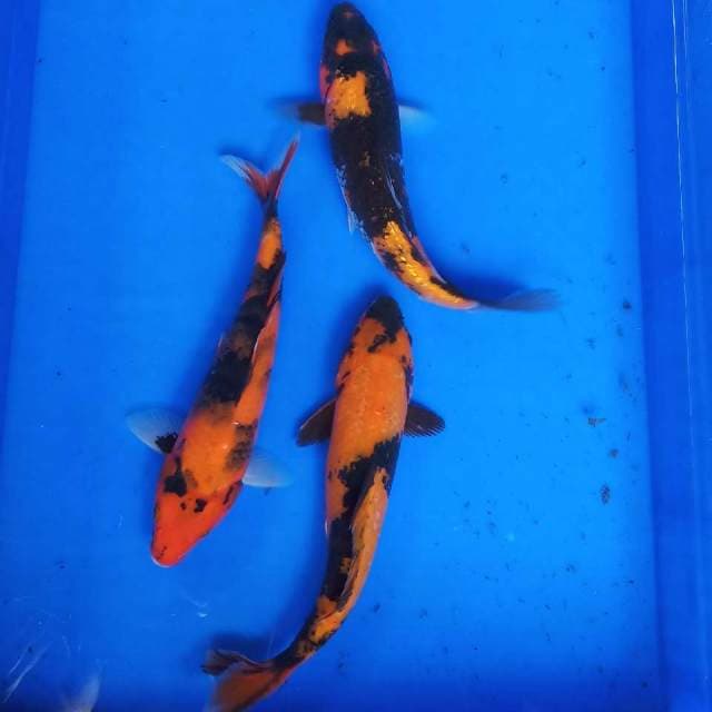 Trio