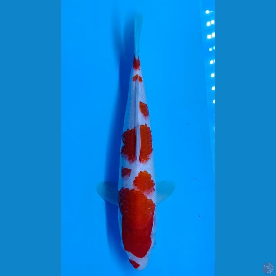 Kohaku sz 30Bu