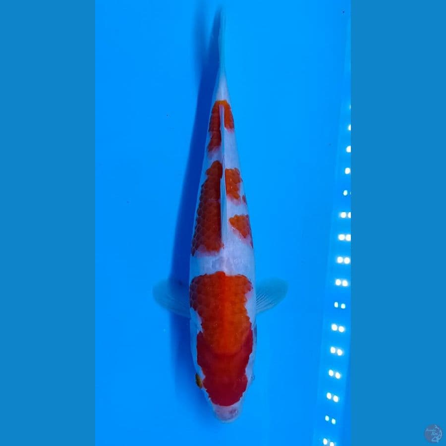 Kohaku sz 29cm